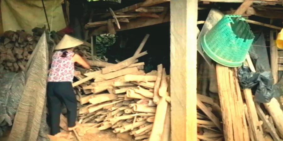 A woman in a conical hat stacking split firewood under a timber shelter